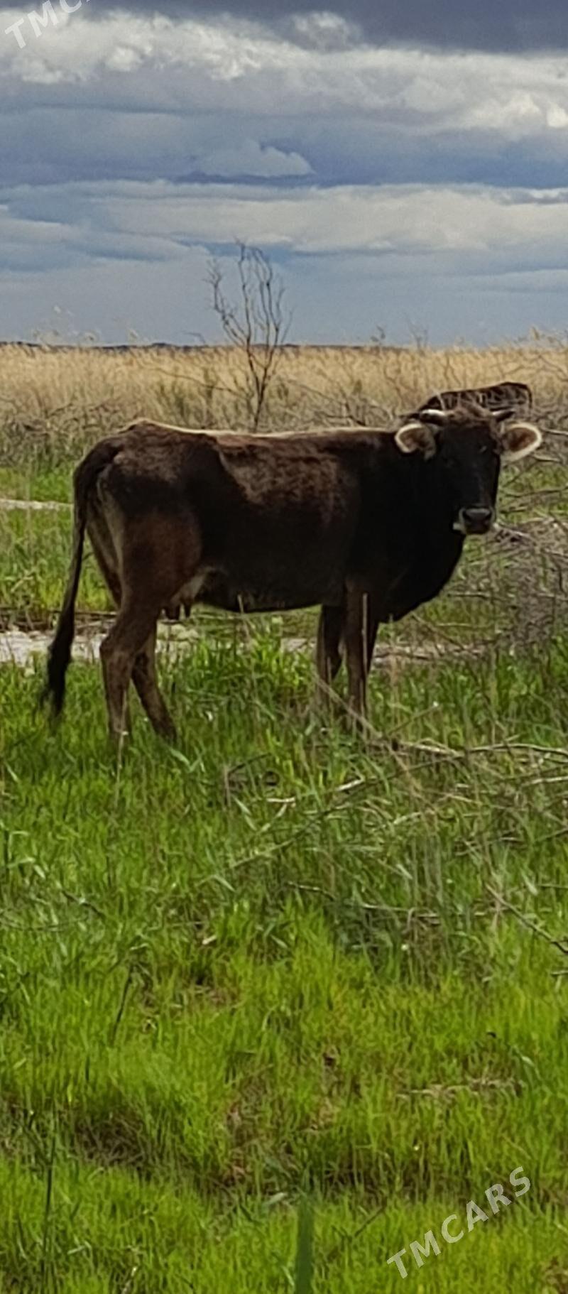 sagym sygyr - Гызыларбат - img 1