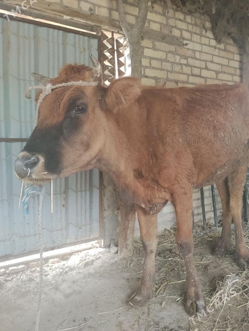 bogaz sygyr - Чарджоу - img 1