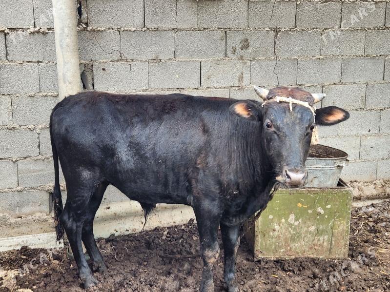 okuz - Gökje - img 1