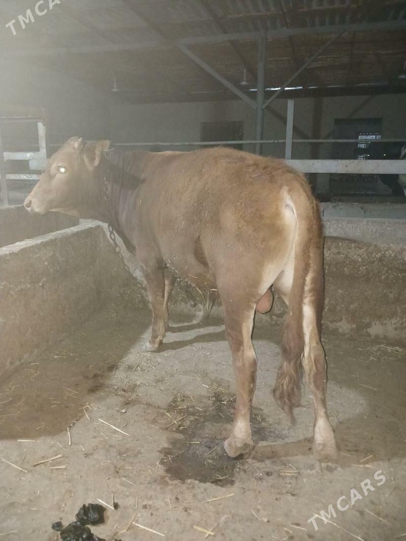 okuz - Ýaşlyk - img 1