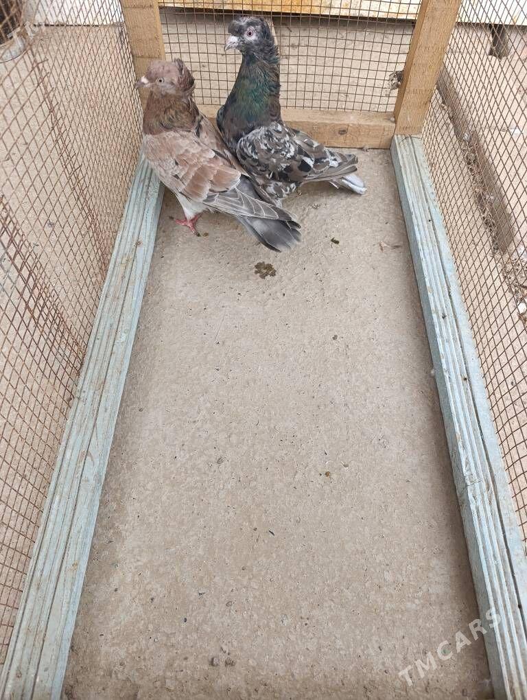 kepderi - Векильбазар - img 1