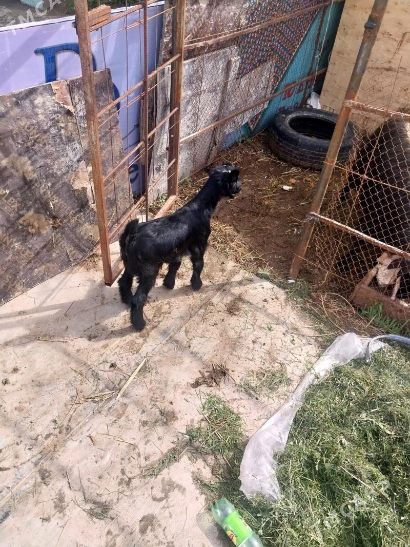 owlakly - Анев - img 1