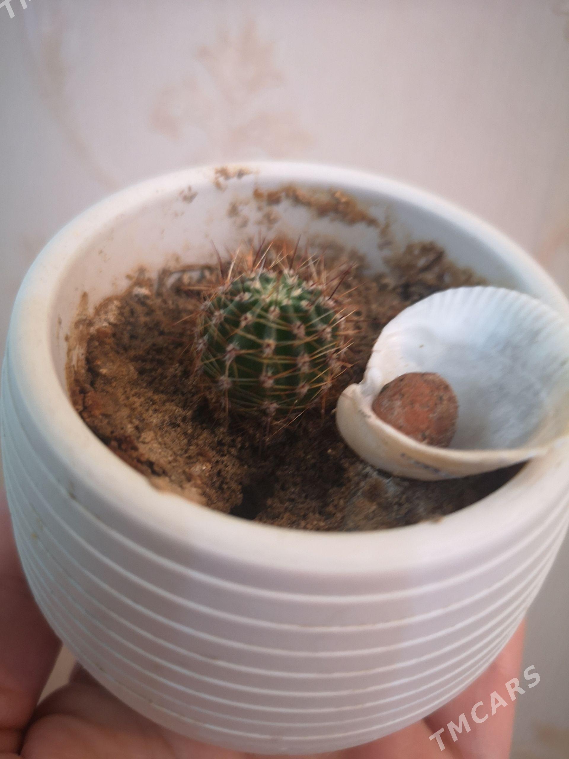 Кактусы - 1 мкр - img 1