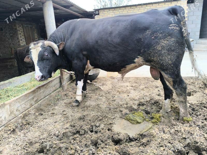 okuz - Ак-Бугдайский этрап - img 1