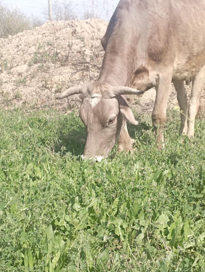 Sygyr - Бахарден - img 1