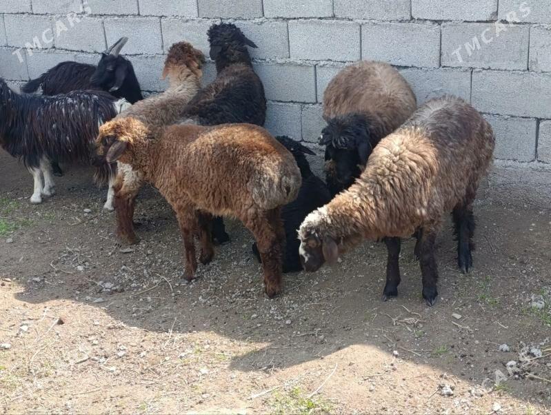 Goyun geci - Багир - img 1