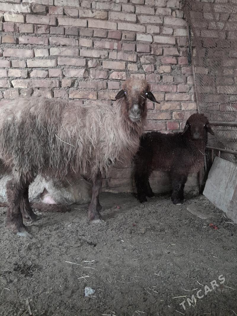 guzly goyun - Теджен - img 1