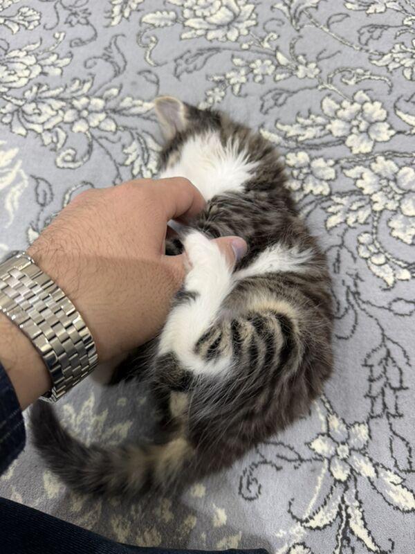 pisik 1 aylyk - 4 мкр - img 1