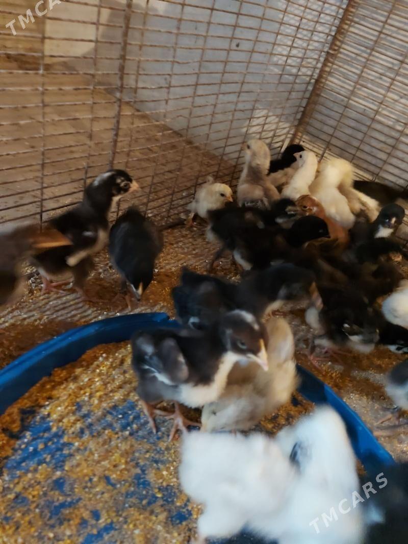 gigant juyje - Сакар - img 1