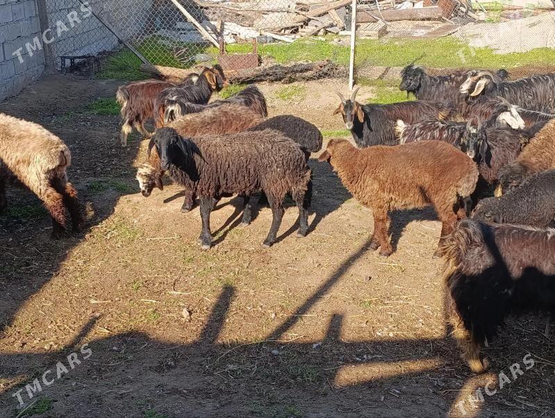 Goyun geci - Багир - img 1