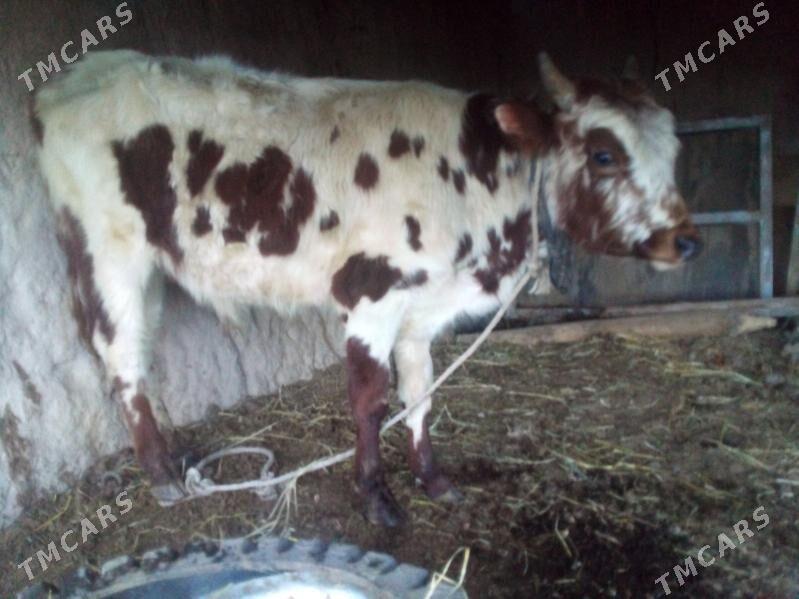 öküz - Çärjew - img 1