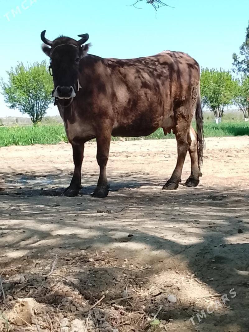 swes - Bäherden - img 1