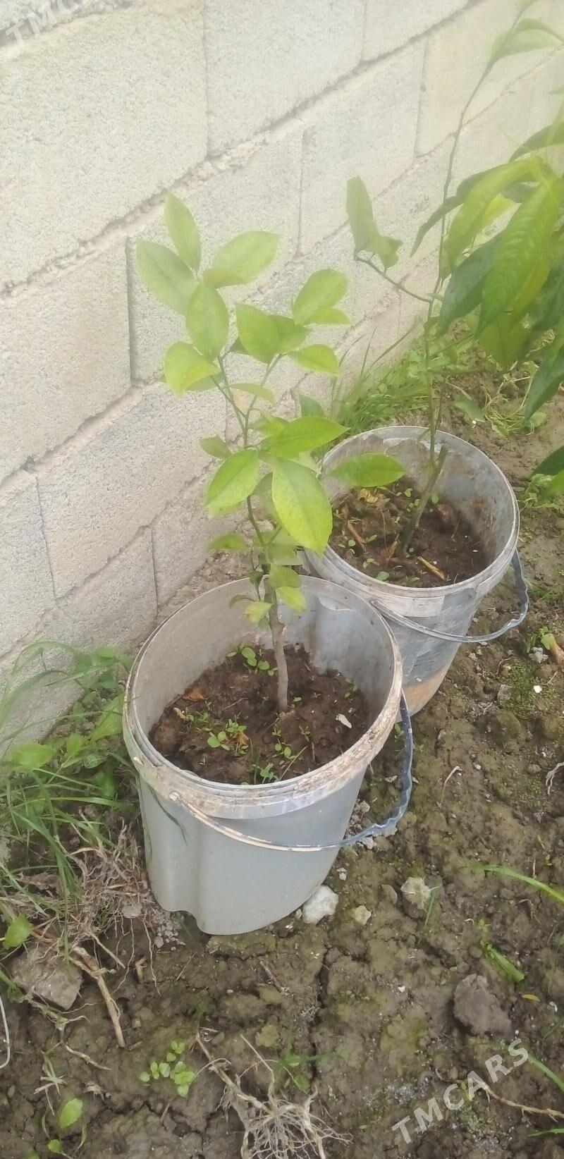 limon - Gökdepe - img 1