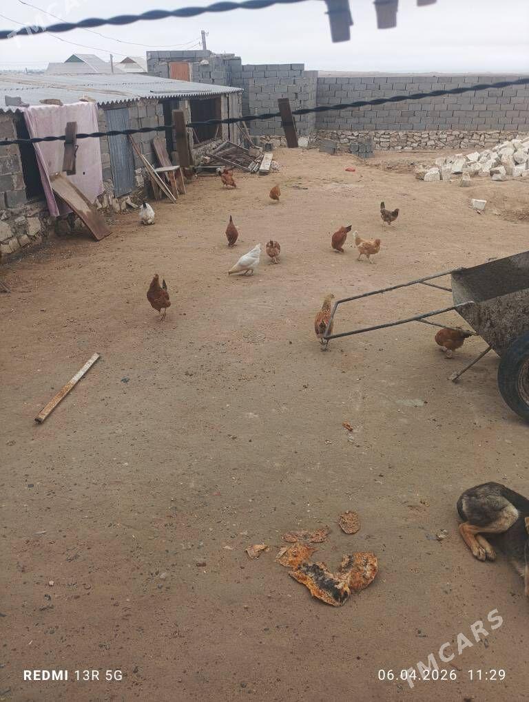 towuk - Türkmenbaşy - img 1