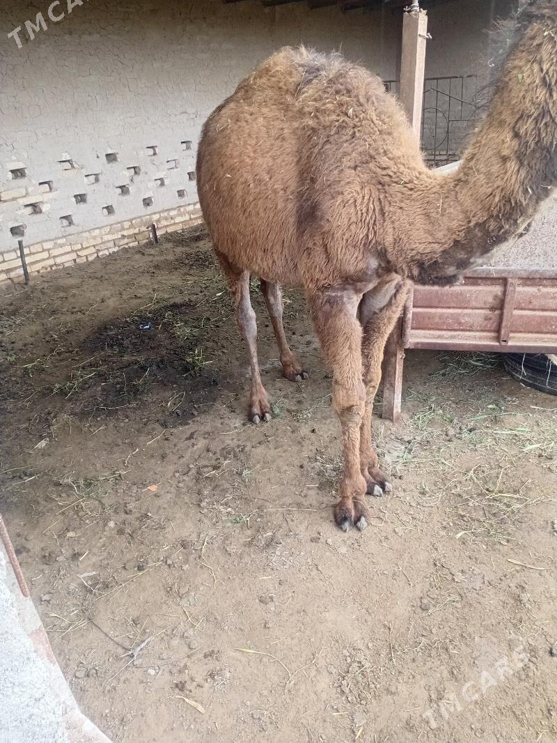 gecen yylky kosekler - Туркменгала - img 1