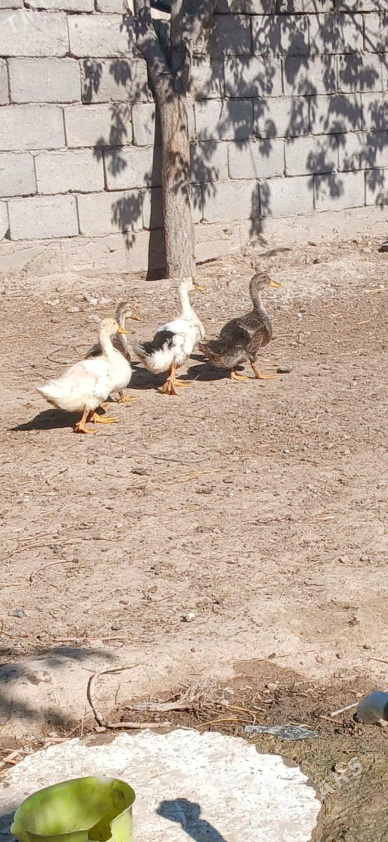 ördek - Гызыларбат - img 1