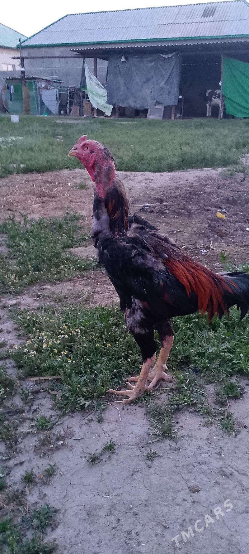 horaz - Änew - img 1