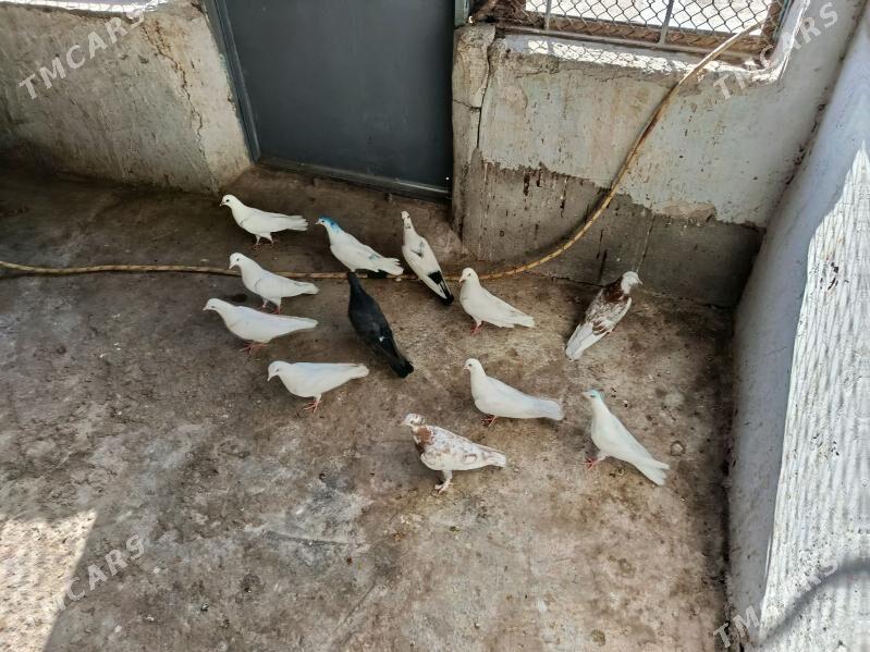 kepderi. - Gyzylarbat - img 1