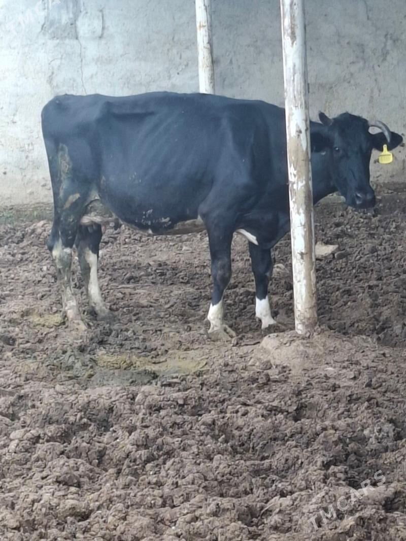 golisdeyin sygyr - Анев - img 1