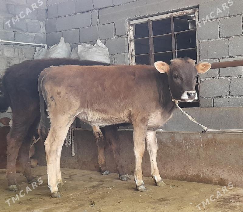 öküz - Büzmeýin - img 1