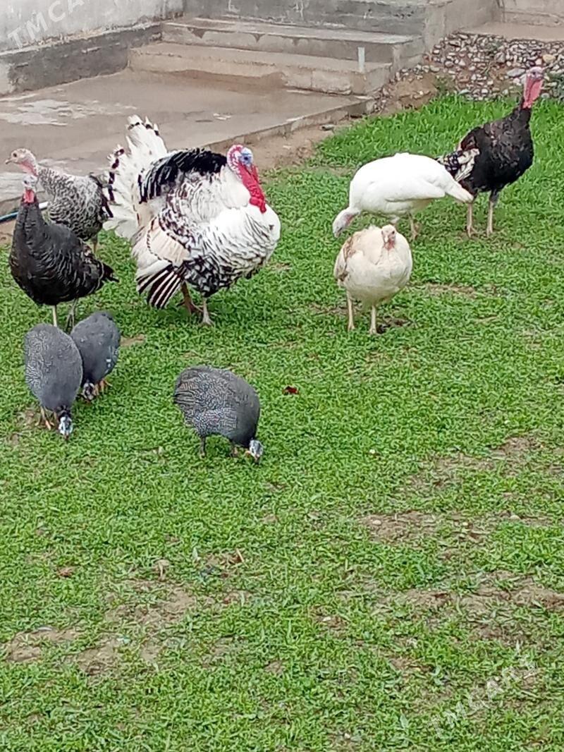 induk - Ýaşlyk - img 1