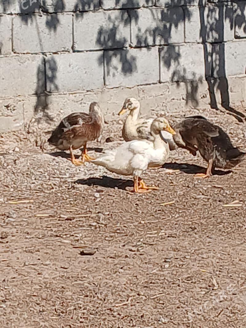 ördek - Гызыларбат - img 1