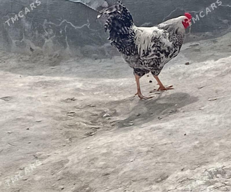 horaz - Гызыларбат - img 1