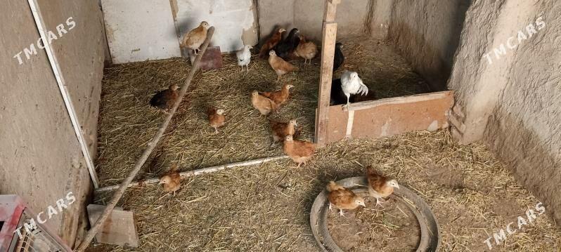 juje - Daşoguz - img 1