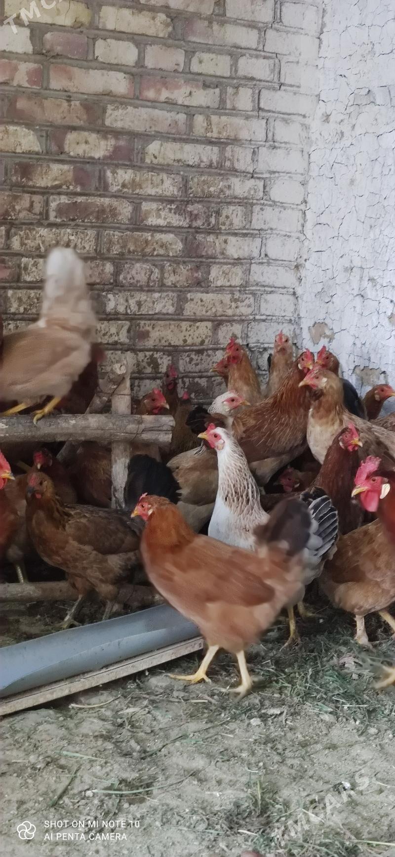 Towuklar - Байрамали - img 1