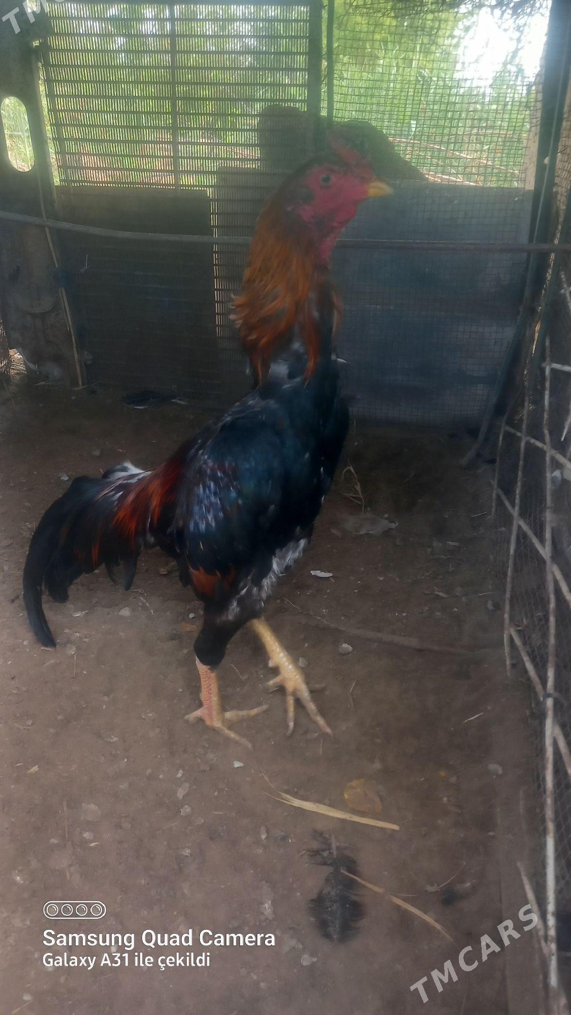 horaz - Мары - img 1