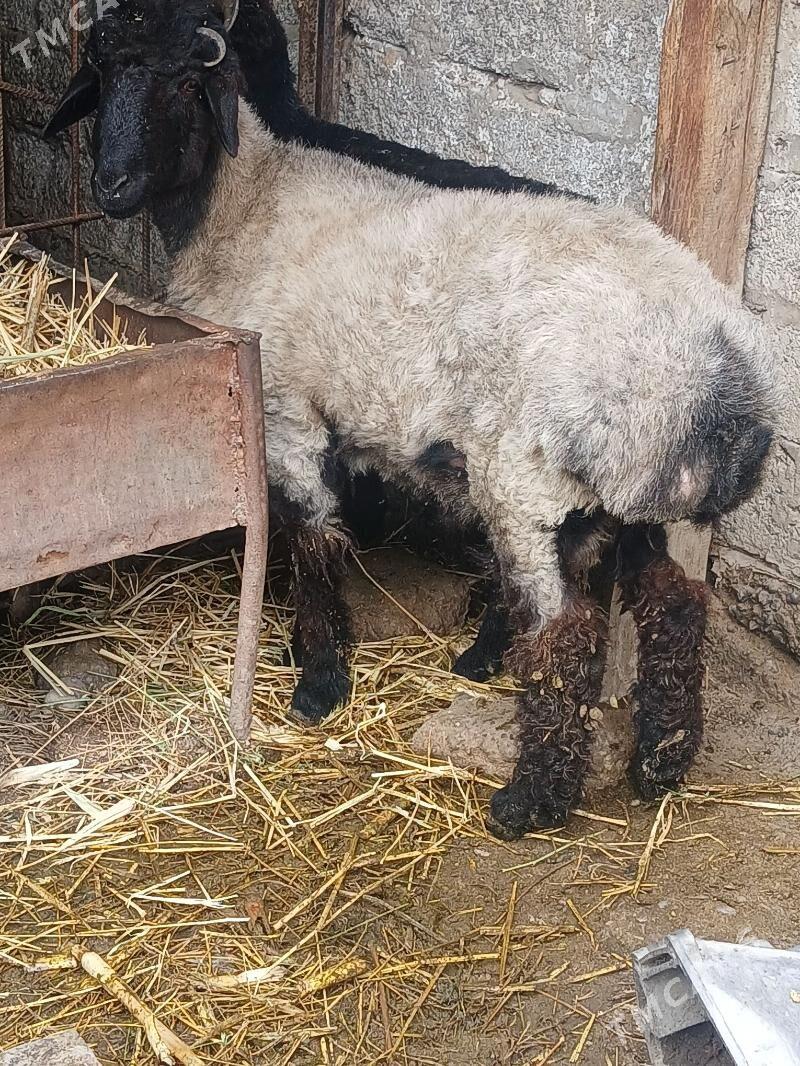 issek bakylan - Gökje - img 1