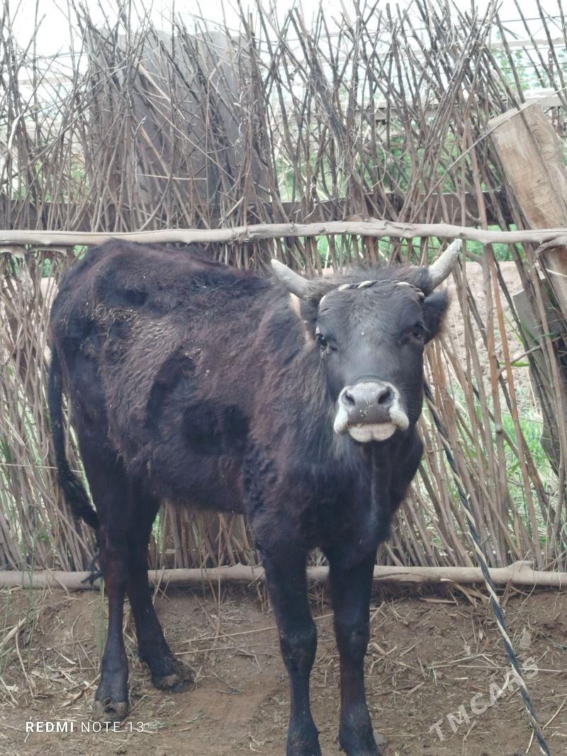 Göle - Мургап - img 1