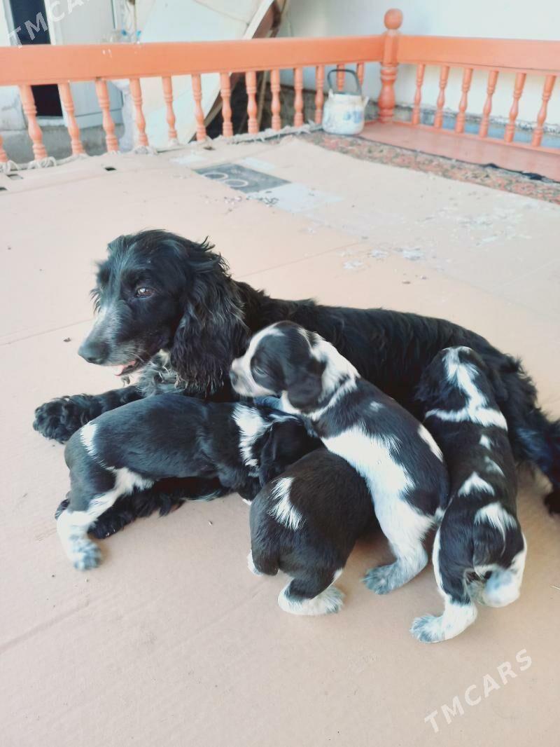 Arassa rus spaniel - Daşoguz - img 1