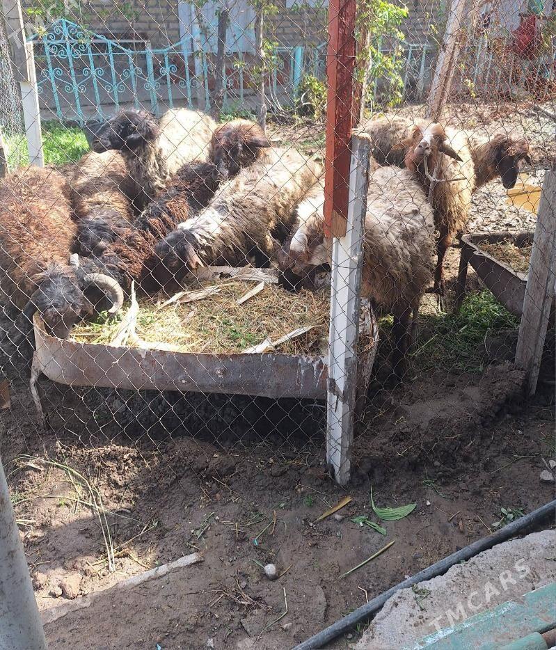 issek - Ак-Бугдайский этрап - img 1