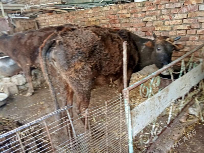 Sygyr - Hitrowka - img 1