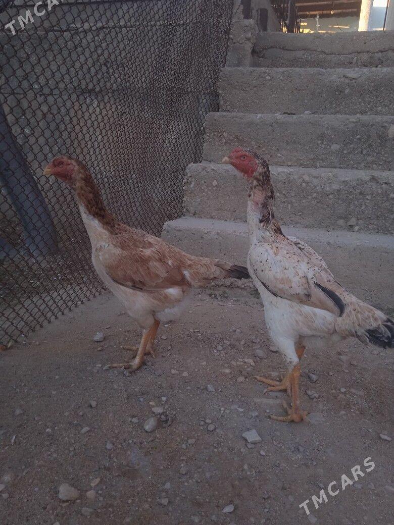 maki - Балканабат - img 1