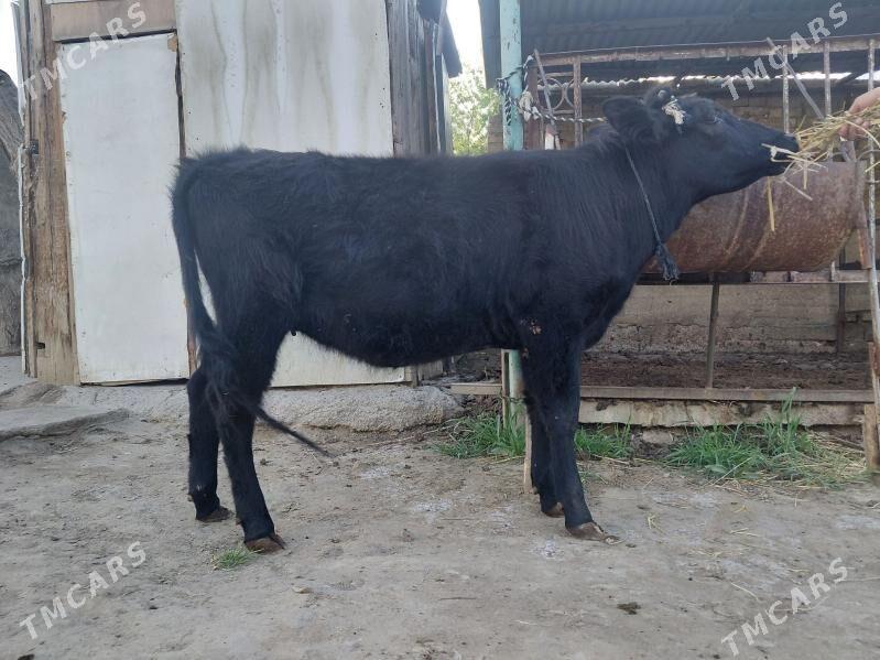 tuwe - Aşgabat - img 1