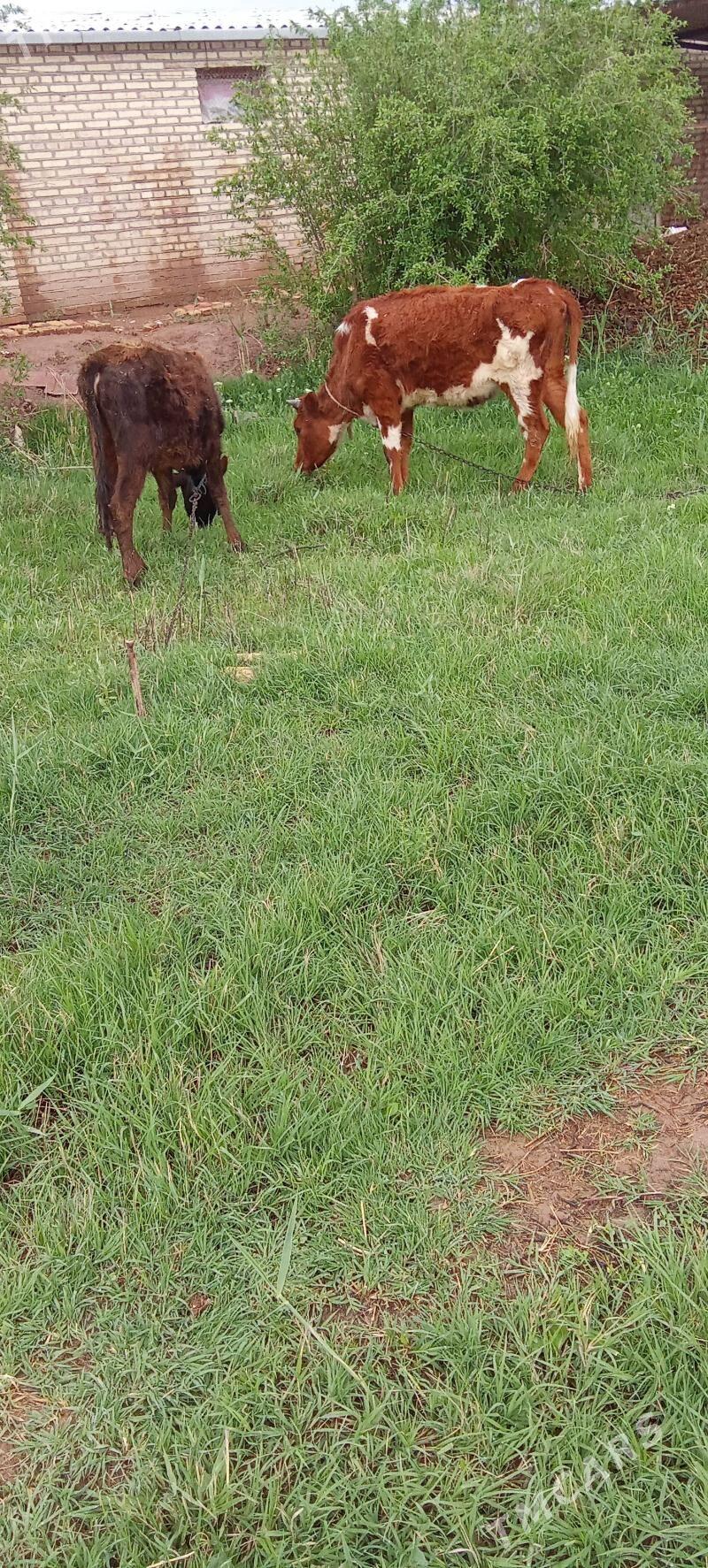 öküz tüwe - Бабадайхан - img 1