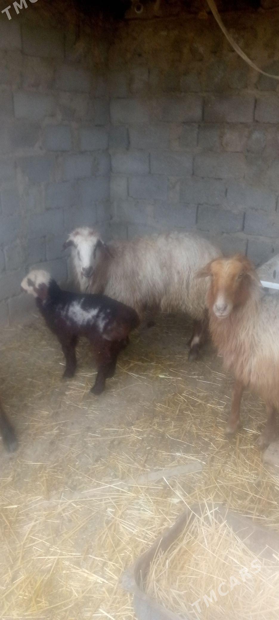 guzuly goyyn - Balkanabat - img 1