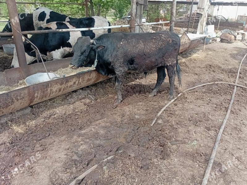 okuz - Чарджоу - img 1