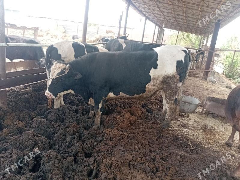 paroda okuzler - Чарджоу - img 1