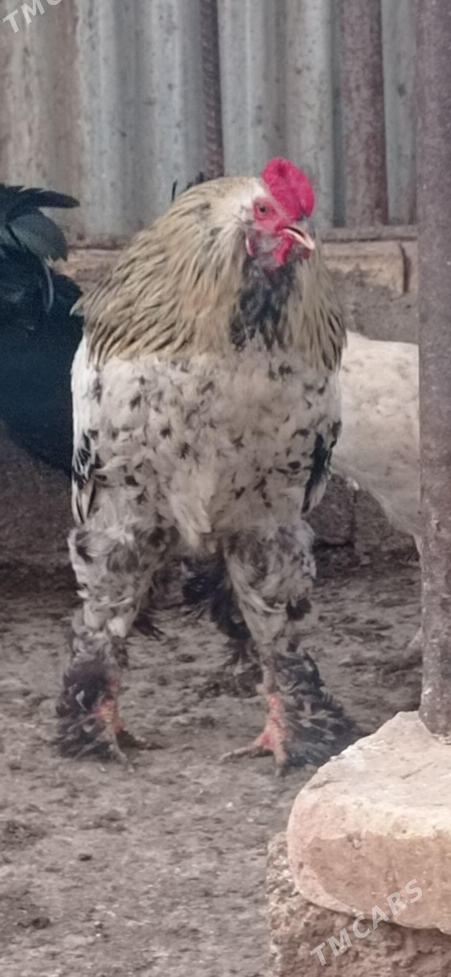 Brama horaz - Babadaýhan - img 1