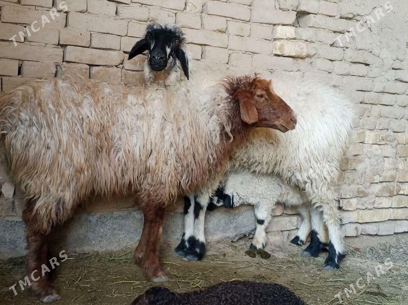 guzyly goyunlar - Baýramaly - img 1
