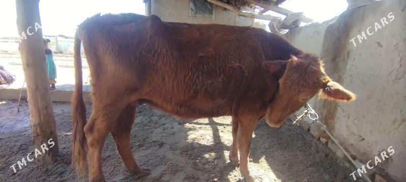 bogaz gacar - Шабатский этрап - img 1