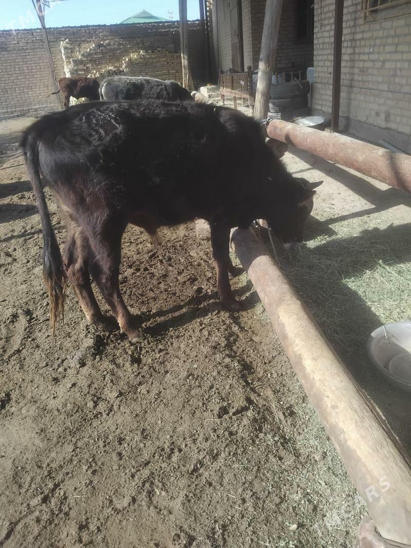 okiz bar 7sany meydan okiz - Туркменабат - img 1