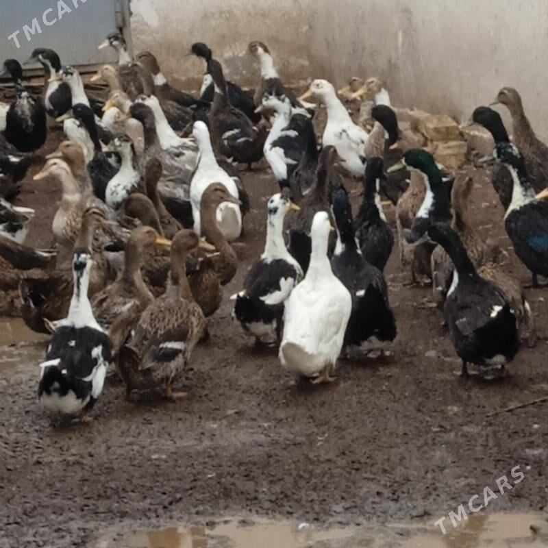 гак-гак ордеклер - Sakar - img 1