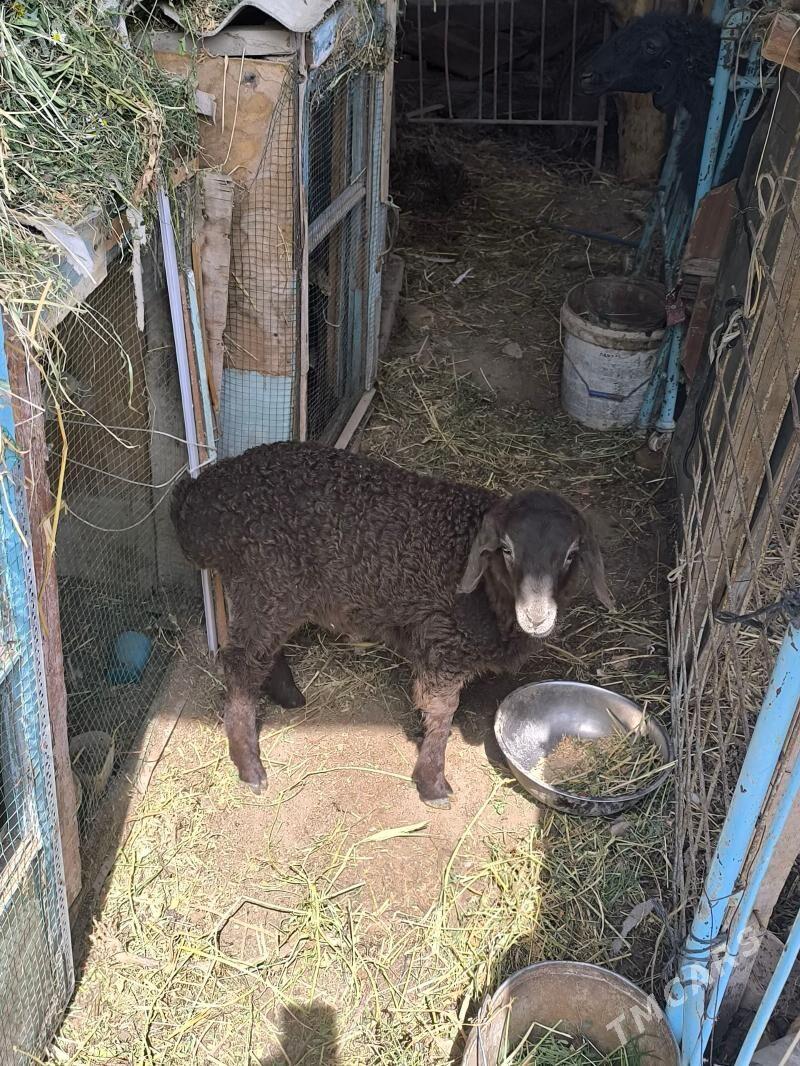 Guzy - Керки - img 1