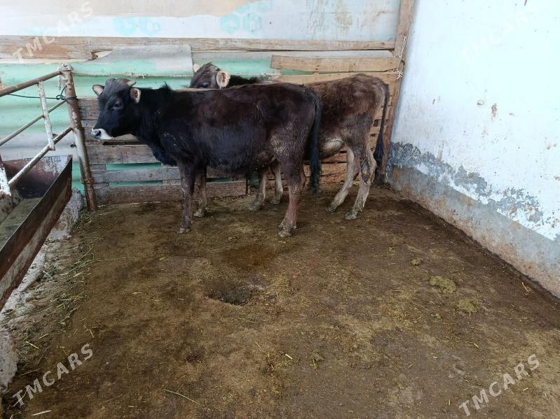 öküzçe şwet - Aşgabat - img 1