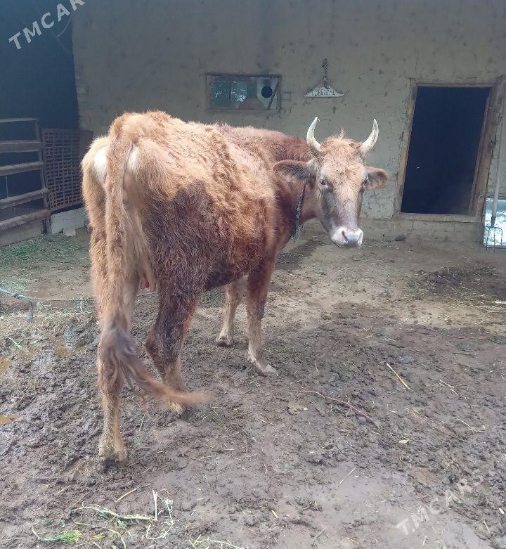 Ýetik bogaz sygyr - Байрамали - img 1