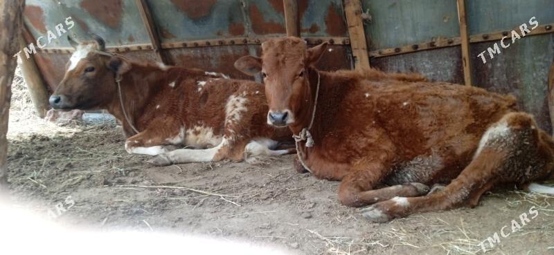 2 sany unajynlar - Çärjew - img 1